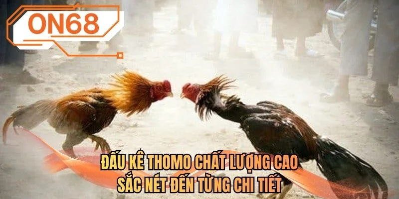 Đấu kê Thomo chất lượng cao sắc nét đến từng chi tiết